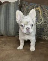 Stella, a female French Bulldog for sale in Berryville, AR – 5 of 5