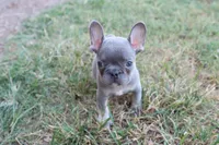 Lilac & tan female , a female French Bulldog for sale in Berryville, AR – 4 of 8