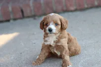 Drake , a male Cavapoo for sale in Berryville, AR – 8 of 8