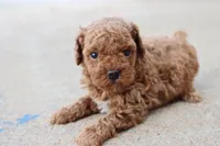 Steve, a male Poodle - Toy  for sale in Berryville, AR – 8 of 9