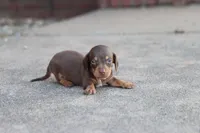 Sam short hair chocolate & tan, a male Miniature Dachshund for sale in Berryville, AR – 7 of 7