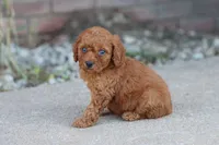 David, a male Cavapoo for sale in Berryville, AR – 6 of 7