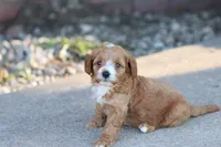 Drake , a male Cavapoo for sale in Berryville, AR – 4 of 8