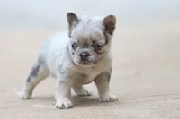Stacy, a female French Bulldog for sale in Berryville, AR – 6 of 8