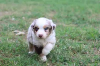 Clementine red merle, a female Miniature Australian Shepherd for sale in Berryville, AR – 2 of 8