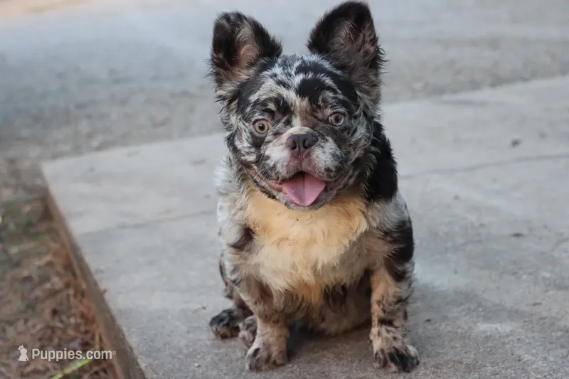 Dj – French Bulldog puppy for sale in Berryville, AR