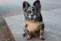 Dj, a male French Bulldog for sale in Berryville, AR – 1 of 9