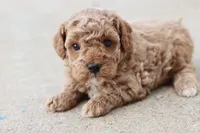 Stanley , a male Poodle - Toy  for sale in Berryville, AR – 5 of 9