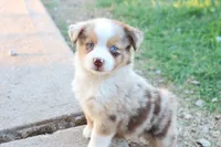Stan Red merle male , a male Miniature Australian Shepherd for sale in Berryville, AR – 2 of 6