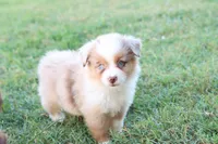 Steve red merle , a male Miniature Australian Shepherd for sale in Berryville, AR – 5 of 7