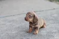 Sally short hair chocolate & tan, a female Miniature Dachshund for sale in Berryville, AR – 4 of 7