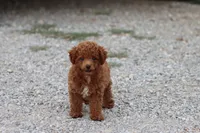 Gus, a male Poodle - Toy  for sale in Berryville, AR – 3 of 6
