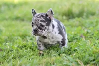Nany blue merle, a female French Bulldog for sale in Berryville, AR – Photo 3 of 6