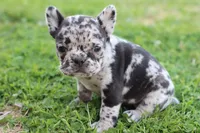 Nany blue merle, a female French Bulldog for sale in Berryville, AR – Photo 2 of 6