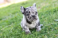 Nany blue merle, a female French Bulldog for sale in Berryville, AR – Photo 4 of 6