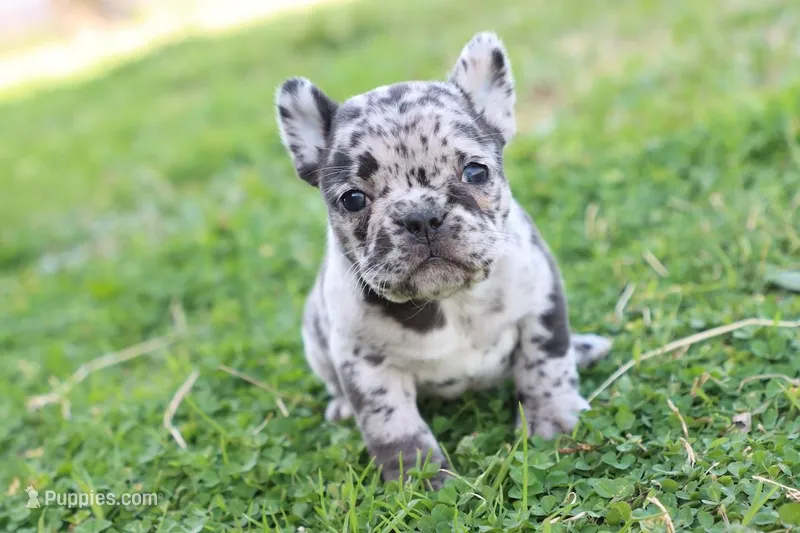 Nany blue merle – French Bulldog puppy for sale in Berryville, AR