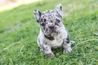 Nany blue merle, a female French Bulldog for sale in Berryville, AR – Photo 1 of 6