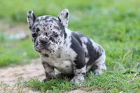Nany blue merle, a female French Bulldog for sale in Berryville, AR – Photo 5 of 6