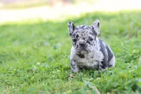 Nany blue merle, a female French Bulldog for sale in Berryville, AR – Photo 6 of 6