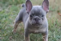 Lilac & tan male b, a male French Bulldog for sale in Berryville, AR – 1 of 9