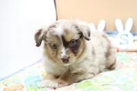 Abby RMF, a female Miniature Australian Shepherd for sale in Berryville, AR – Photo 1 of 7