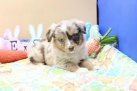 Abby RMF, a female Miniature Australian Shepherd for sale in Berryville, AR – Photo 4 of 7