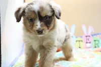 Abby RMF, a female Miniature Australian Shepherd for sale in Berryville, AR – Photo 3 of 7