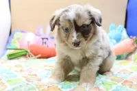 Abby RMF, a female Miniature Australian Shepherd for sale in Berryville, AR – Photo 6 of 7