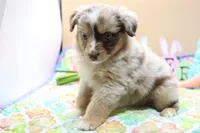 Abby RMF, a female Miniature Australian Shepherd for sale in Berryville, AR – Photo 7 of 7