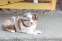 Red merle Cleo , a female Miniature Australian Shepherd for sale in Berryville, AR – 10 of 10