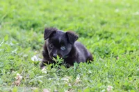 Clementine BT 1 blue eye , a female Miniature Australian Shepherd for sale in Berryville, AR – 6 of 9