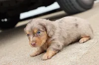 Kurt chocolate dapple, a male Miniature Dachshund for sale in Berryville, AR – 5 of 6
