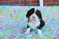 Tri Color Male, a male Cavalier King Charles Spaniel for sale in Berryville, AR – 7 of 8