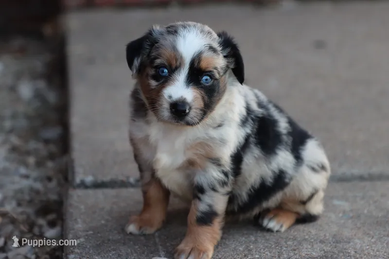 Clementine blue merle  – Miniature Australian Shepherd puppy for sale in Berryville, AR