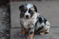 Clementine blue merle , a female Miniature Australian Shepherd for sale in Berryville, AR – 1 of 8