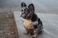 Dj, a male French Bulldog for sale in Berryville, AR – 6 of 9