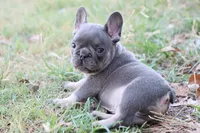 Blue & tan male, a male French Bulldog for sale in Berryville, AR – 3 of 5