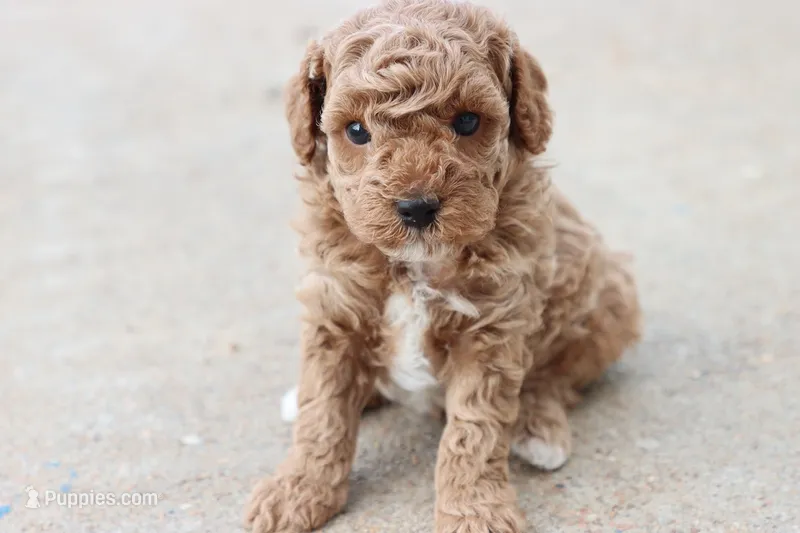 Stanley  – Poodle - Toy  puppy for sale in Berryville, AR