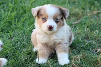 Stan Red merle male , a male Miniature Australian Shepherd for sale in Berryville, AR – 3 of 6