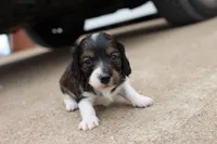 Katie , a female Miniature Dachshund for sale in Berryville, AR – 5 of 6