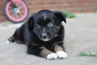 Clementine BT 1 blue eye , a female Miniature Australian Shepherd for sale in Berryville, AR – 3 of 9