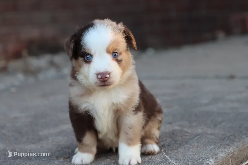 Clem red merle  – Miniature Australian Shepherd puppy for sale in Berryville, AR