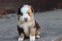 Clem red merle , a male Miniature Australian Shepherd for sale in Berryville, AR – 1 of 8