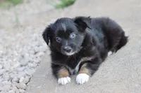 Clementine BT 1 blue eye , a female Miniature Australian Shepherd for sale in Berryville, AR – 2 of 9