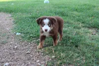 Clem red Tri , a male Miniature Australian Shepherd for sale in Berryville, AR – 5 of 8