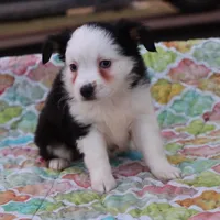 Sandy BTF3, a female Miniature Australian Shepherd for sale in Berryville, AR – Photo 2 of 6