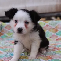 Sandy BTF3, a female Miniature Australian Shepherd for sale in Berryville, AR – Photo 4 of 6