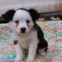 Sandy BTF3, a female Miniature Australian Shepherd for sale in Berryville, AR – Photo 3 of 6