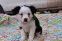 Sandy BTF3, a female Miniature Australian Shepherd for sale in Berryville, AR – Photo 3 of 6