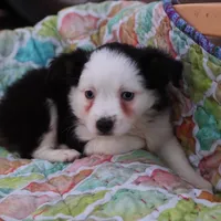Sandy BTF3, a female Miniature Australian Shepherd for sale in Berryville, AR – Photo 6 of 6